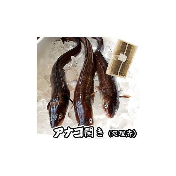 アナゴ生開き（冷凍）　原体が50-55ｃｍ程度の穴子です （浜坂産） とれたてを開いて冷凍してます　下処理済  Mサイズ あなご 穴子 蒲焼き 煮穴子  焼