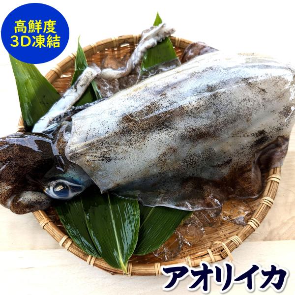 釣りたて　冷凍アオリイカ　４杯　約4キロ 釣りたて 冷凍アオリイカ 4杯 約4キロ 今日の釣果。 エソ(35cm)…3匹