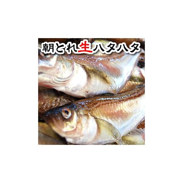 ハタハタ 生の人気商品 通販 価格比較 価格 Com