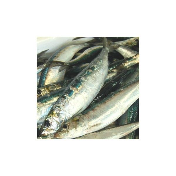 生 いわし 冷凍 魚介類の人気商品 通販 価格比較 価格 Com