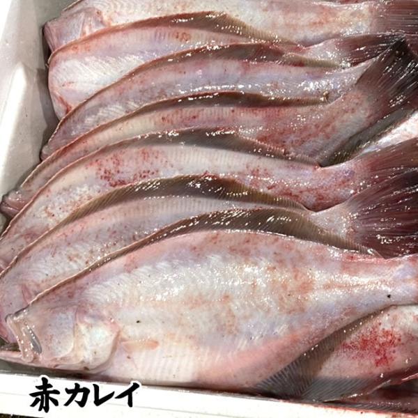 魚 カレイ 唐揚げの人気商品 通販 価格比較 価格 Com