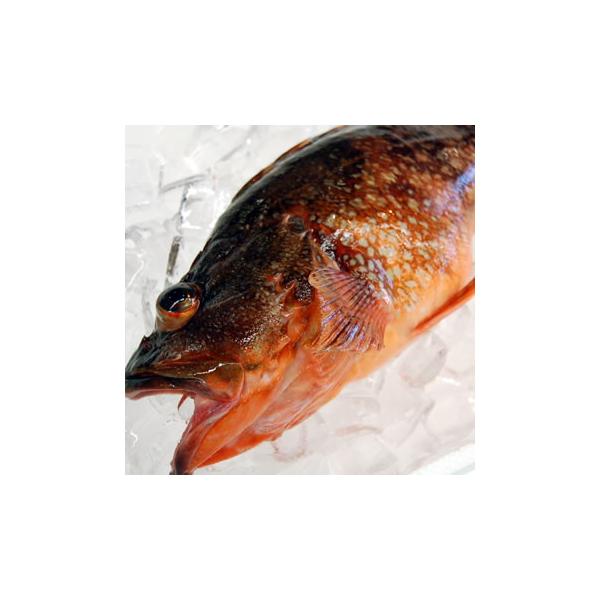 釣り仕掛け カサゴ 魚の人気商品 通販 価格比較 価格 Com