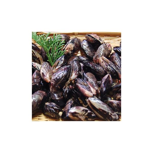 貝「クロクチ（冷凍）」　サイズ混ざり　300ｇ　　（浜坂産）　（二枚貝、ムラサキインコ）ダシ取り、つりえさ、餌