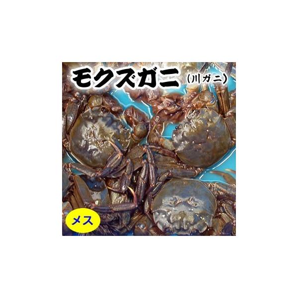 天然　モクズガニ（活生）メス　大　1尾　（兵庫県産）（ツガニ,ケガニ,ヤマタロウガニ）　