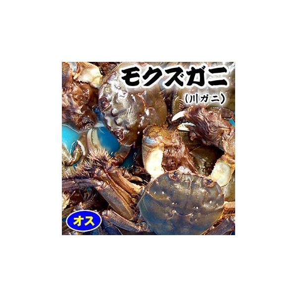 天然　モクズガニ（活生）オス　特大　1尾（300-350ｇ程度）（兵庫県産）（ツガニ,ケガニ,ヤマタロウガニ）　
