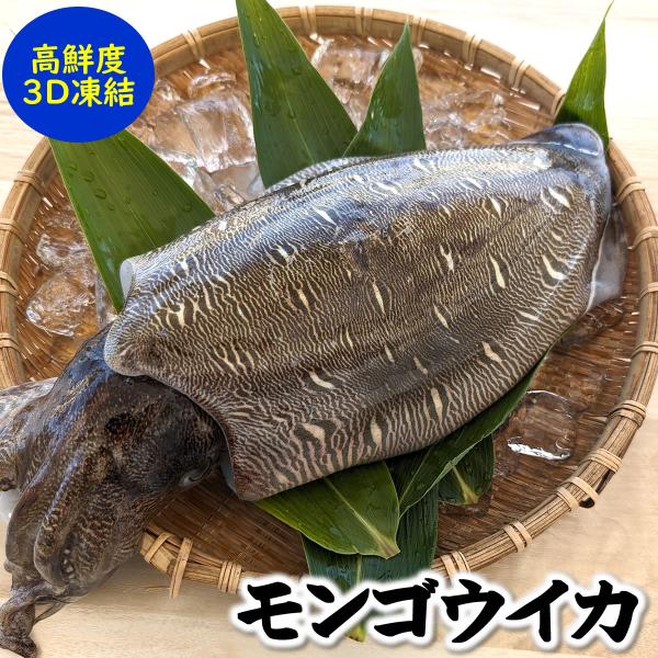 モンゴウイカ（カミナリイカ）（冷凍）1杯入　約900-990ｇ（胴長さ目安：約21-22cm）（兵庫県浜坂産）個包装（紋甲いか 紋甲イカ もんごういか かみなりいか）