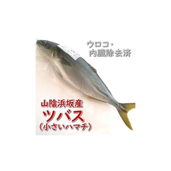 ツバス ハマチ 生冷凍 調理済み 1尾 約250 299ｇ 調理前重さ 浜坂産 R Hamati250 毎日漁港へ目利き一筋 かにの山米 通販 Yahoo ショッピング