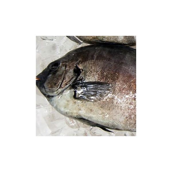 魚 イシダイ 魚の人気商品 通販 価格比較 価格 Com