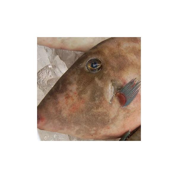 ウマヅラハギ肝 冷凍 約100g 浜坂産 うまづらはぎ 中甲 チュウコウ キモ ハゲ カワハギ かわはぎ Buyee Buyee 日本の 通販商品 オークションの代理入札 代理購入