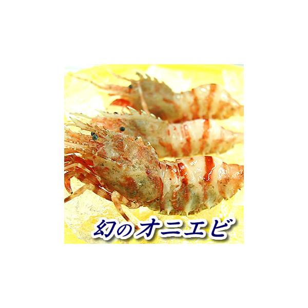 訳あり・おにえび（冷凍）約140ｇ　（浜坂産）幻のエビといわれるほど希少オニエビ（オニエビ、ゴジラエビ、鬼海老）