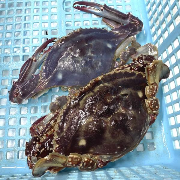 ワタリガニオス 検索ランキング注目度順 ワタリガニオス 食品