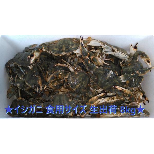 生出荷 食用イシガニ8kg 石蟹 活状態での梱包 蟹汁 味噌汁 中華料理 商品説明欄必読 松島牡蠣養殖場 通販 Yahoo ショッピング