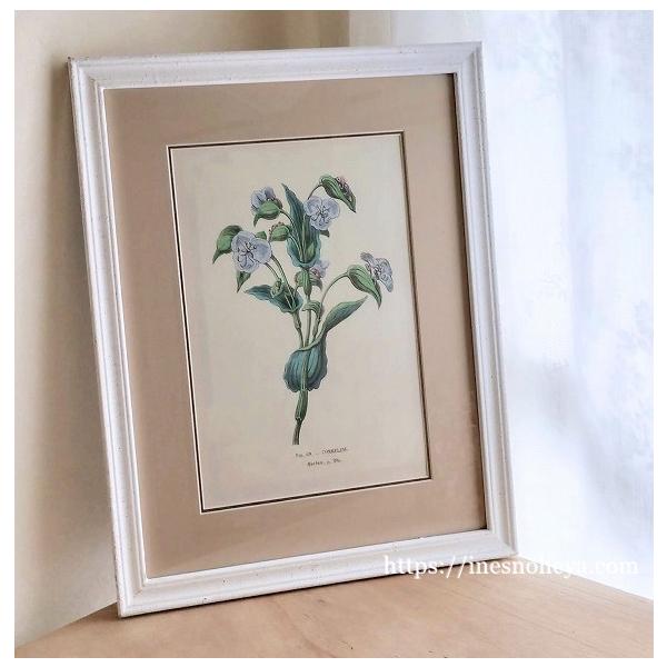 ボタニカルアートフレーム額（植物画）B : メゾン・ド・スーベニール
