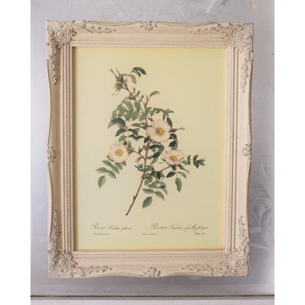 ピエール ジョゼフ・ルドゥーテ ロサ プミラRoses de Francfort ピエール ジョゼフ・ルドゥーテ ロサ プミラRoses de Francfort