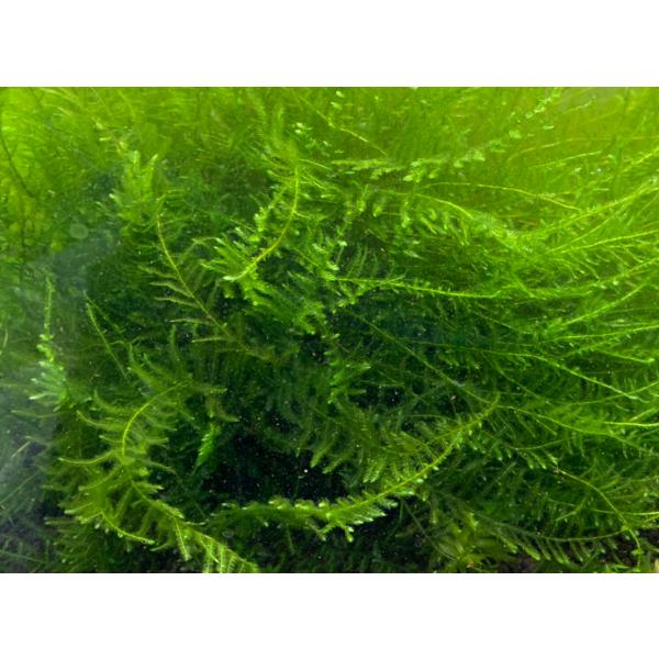 南米ウィローモス  10グラム 無農薬