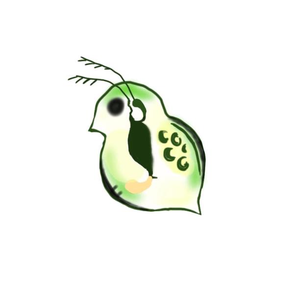 タイリクミジンコをクロレラ水に入れて発送致します。タマミジンコよりも一回り大きく大変丈夫な種です。大きい個体はメダカの成魚でギリギリ食べれる程で幼魚では口に入りませんが、タイリクミジンコが生んだ仔を幼魚が食べる事が出来ますので、一緒に入れて...