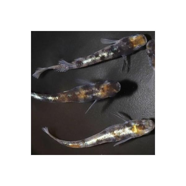 安い花魁 めだかの通販商品を比較 ショッピング情報のオークファン