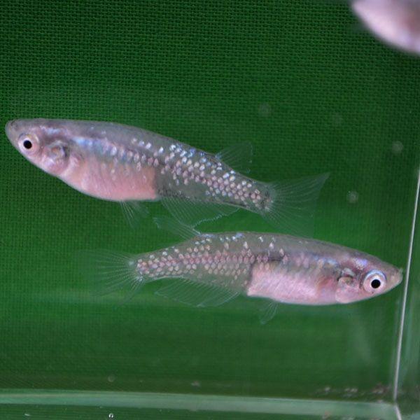 青ラメみゆき 幹之 めだか 未選別稚魚30匹 メダカ Buyee Servicio De Proxy Japones Buyee Compra En Japon