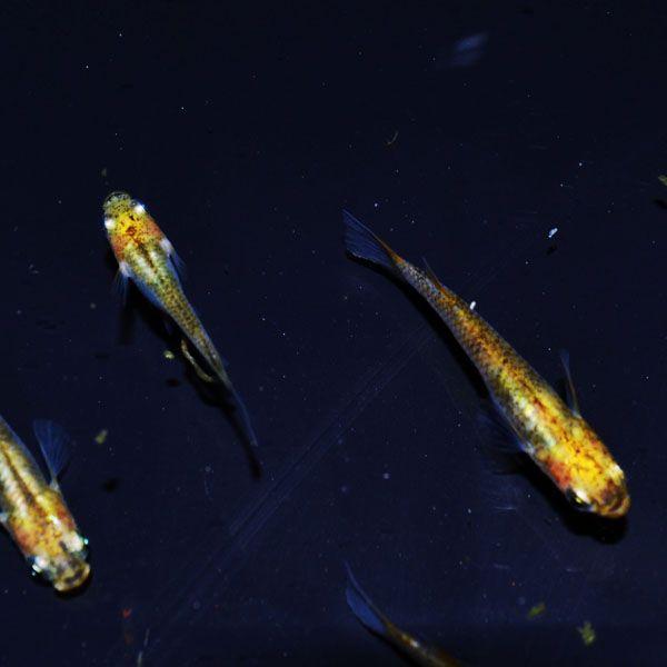 黄金三色錦透明鱗めだか 未選別稚魚10匹 メダカ Buyee Buyee Jasa Perwakilan Pembelian Barang Online Di Jepang