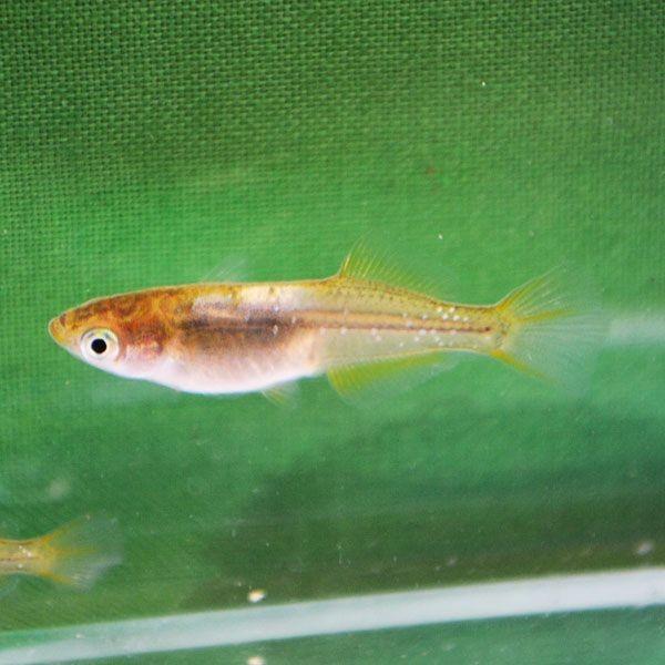 黄金ホタル ヒカリ めだか 稚魚100匹 メダカ Buyee 日本代购平台 产品购物网站大全 Buyee一站式代购 Bot Online