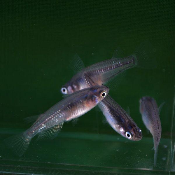 黒ラメみゆき 幹之 めだか 未選別稚魚10匹 メダカ Buyee Buyee Japanese Proxy Service Buy From Japan Bot Online