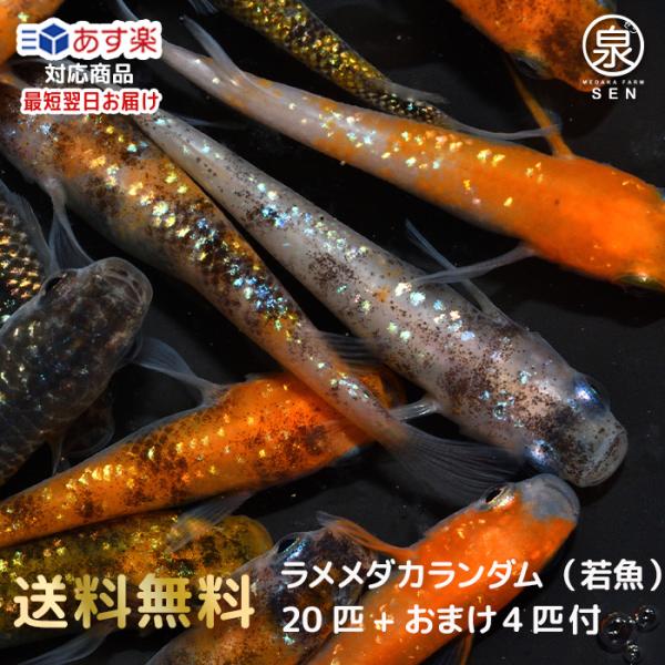 メダカ 種類の価格と最安値|おすすめ通販を激安で メダカ 種類の価格と最安値|おすすめ通販を激安で