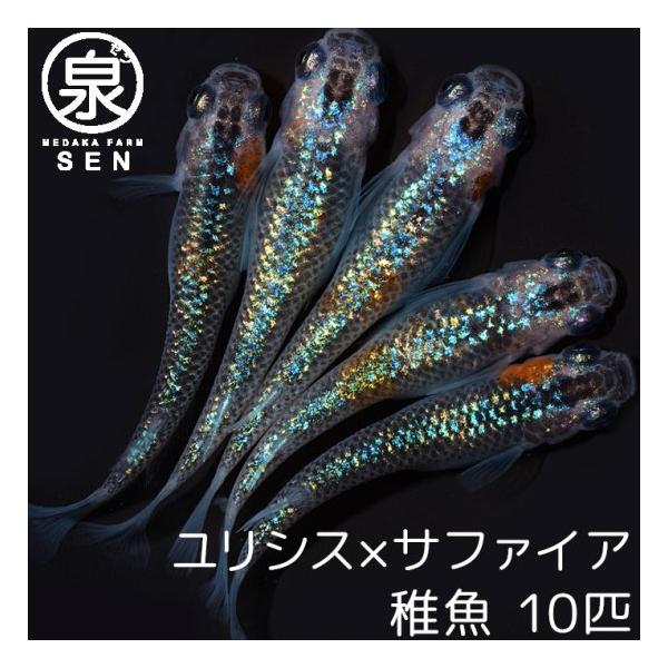 メダカ 生体 ユリシス×サファイア 稚魚 10匹+おまけ4匹付 送料無料 E めだか めだか生体 メダカ生体 種類 水槽 卵 水草 人気 飼育 容器 :fry-017-010:メダカファーム泉 - 通販 - Yahoo!ショッピング メダカ 生体 ユリシス×サファイア 稚魚 10匹+おまけ4匹付 送料無料 E めだか めだか生体 メダカ生体 種類 水槽 卵 水草 人気 飼育 容器 :fry-017-010:メダカファーム泉 - 通販 - Yahoo!ショッピング