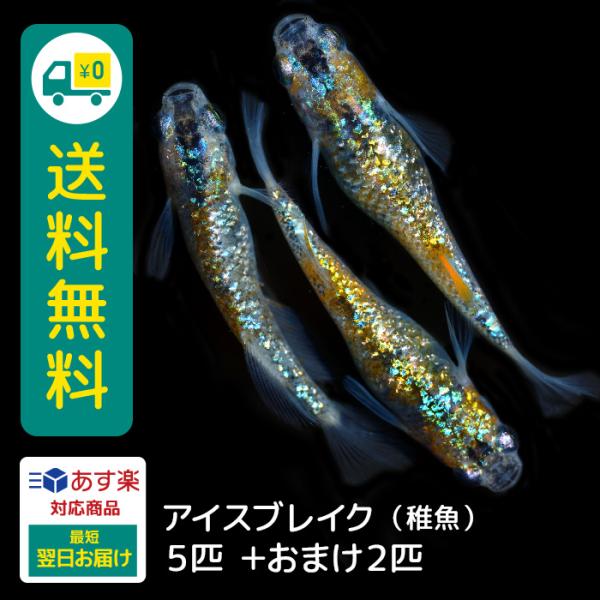 めだか（アイスブレイク）SMサイズ10匹…メダカ めだか（アイスブレイク）SMサイズ10匹…メダカ