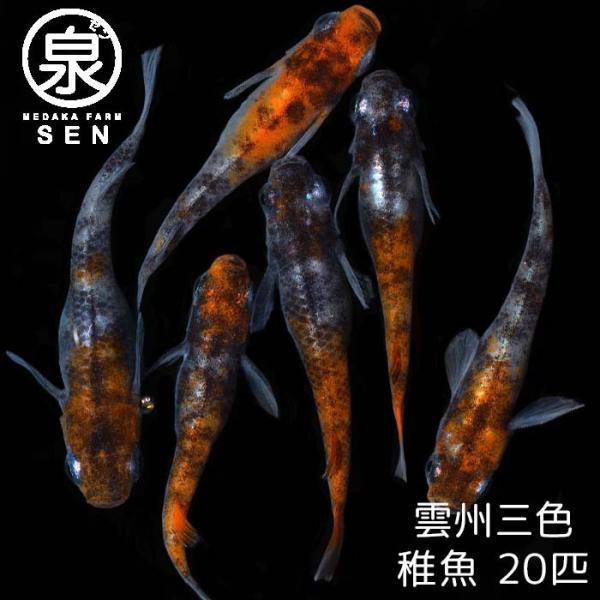 メダカ 生体 雲州三色 稚魚 20匹+おまけ8匹付 送料無料 E めだか めだか生体 メダカ生体 種類 水槽 卵 水草 人気 飼育 容器 :fry-042-0020:メダカファーム泉 - 通販 - Yahoo!ショッピング メダカ 生体 雲州三色 稚魚 20匹+おまけ8匹付 送料無料 E めだか めだか生体 メダカ生体 種類 水槽 卵 水草 人気 飼育 容器 :fry-042-0020:メダカファーム泉 - 通販 - Yahoo!ショッピング