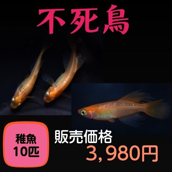 不死鳥めだか 稚魚１０匹 A 本家血統の優良個体です Husi めだかまくら 通販 Yahoo ショッピング