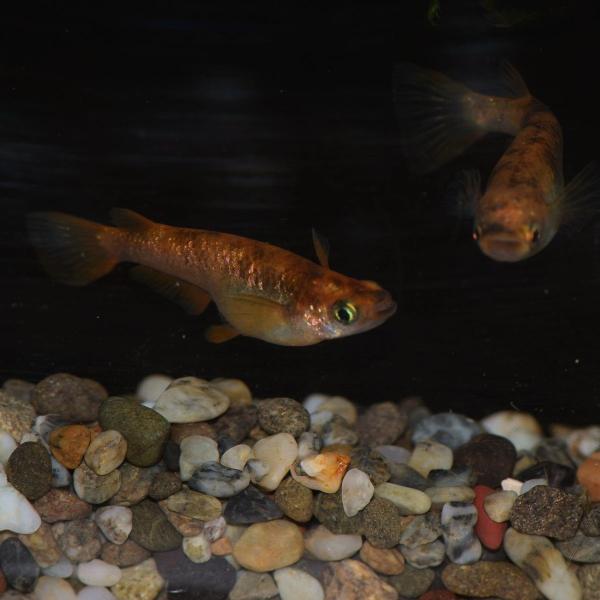 虹 赤ブチラメ幹之メダカ Mサイズ5匹 虹色ラメめだか Buyee Buyee Japanese Proxy Service Buy From Japan Bot Online