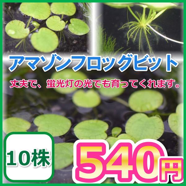 アマゾンフロッグピット 5株 浮草 Buyee Buyee Japanese Proxy Service Buy From Japan Bot Online