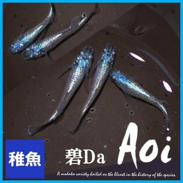 メダカ　碧Da メダカ　稚魚10匹　碧Da　あおい ディーエー めだか