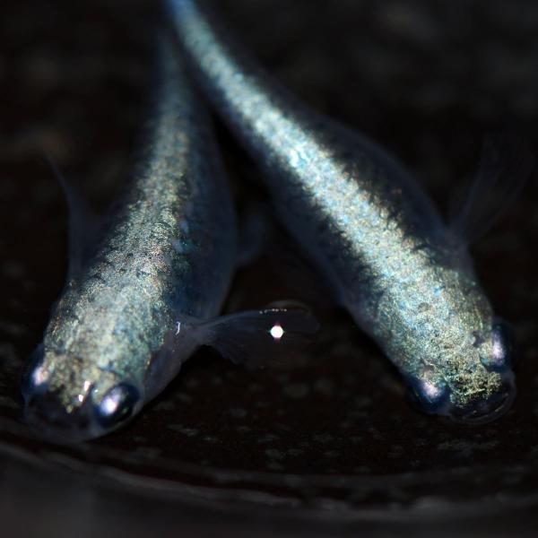 メダカ 青流星 青幹之背びれ無しめだか 稚魚匹 Buyee Buyee 日本の通販商品 オークションの代理入札 代理購入