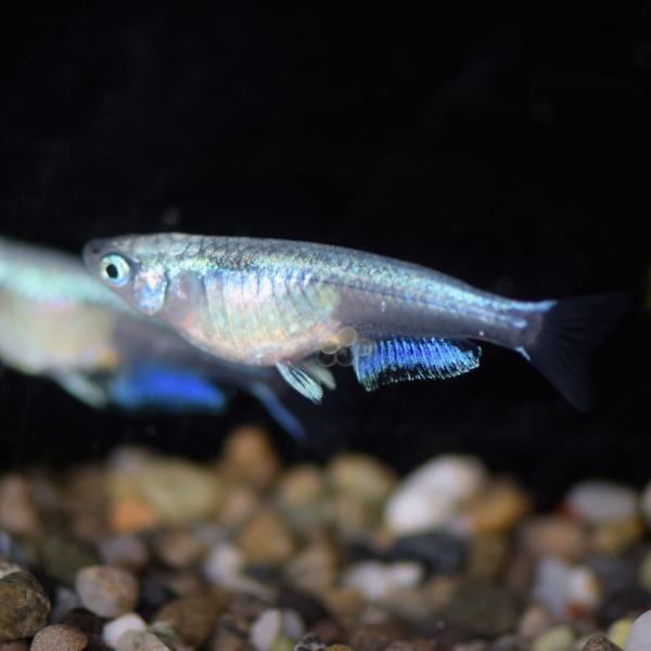 メダカ 青流星 青幹之背びれ無しめだか 稚魚10匹 Buyee Buyee Japanese Proxy Service Buy From Japan Bot Online