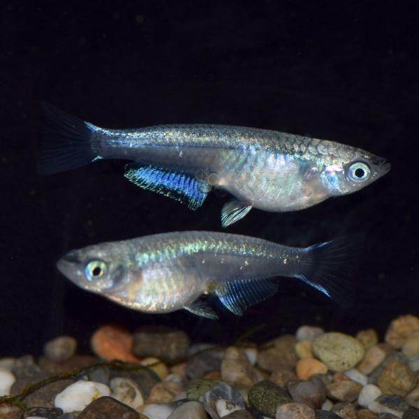 メダカ 青流星 青幹之背びれ無しめだか 稚魚10匹 Buyee Buyee Japanese Proxy Service Buy From Japan Bot Online