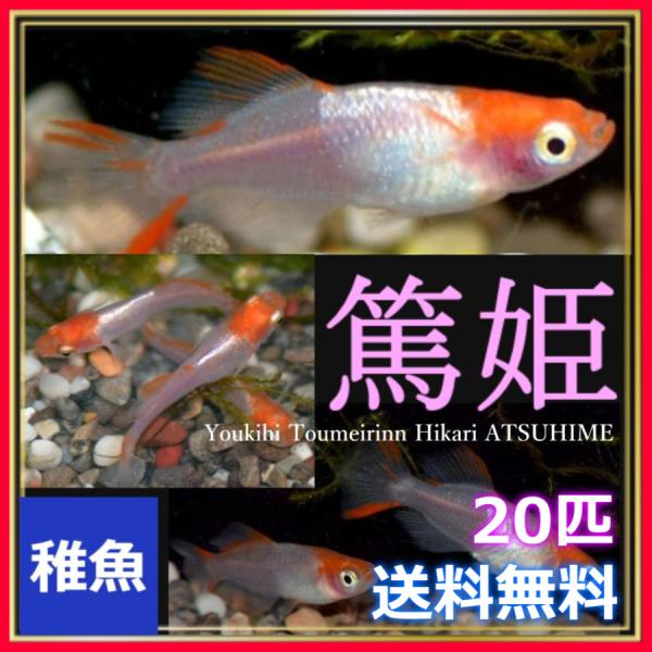 ■-----注意-----■※こちらの商品は稚魚になります。　写真は親やLサイズ(4センチ程度)特徴が出た個体になります。固定率等や飼育環境の影響もあり成長後の姿を100％保証するものではございません。■-----特徴-----■頭に赤みが...