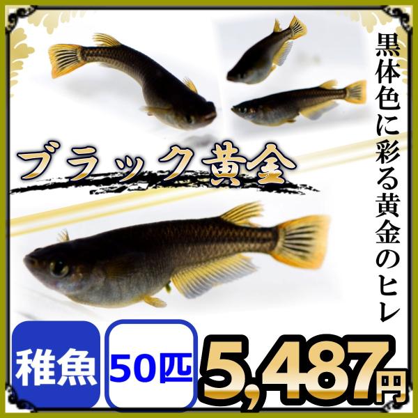 メダカ ブラック黄金めだか 稚魚50匹 Buyee Buyee Japanese Proxy Service Buy From Japan Bot Online