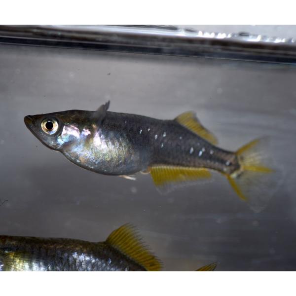 メダカ ピュアブラック黄金ヒカリめだか 稚魚匹 Buyee Buyee 提供一站式最全面最專業現地yahoo Japan拍賣代bid代拍代購服務 Bot Online