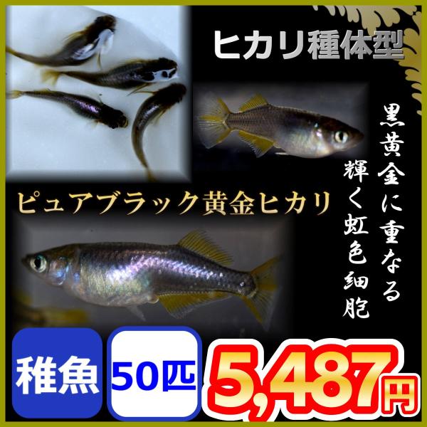 メダカ ピュアブラック黄金ヒカリめだか 稚魚50匹 Bgho50sdfsdfd めだかの市場 通販 Yahoo ショッピング