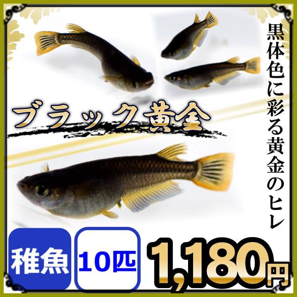 メダカ ブラック黄金めだか 稚魚10匹 Burakkuougonn10 めだかの市場 通販 Yahoo ショッピング
