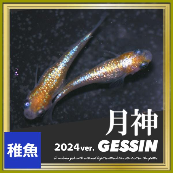 ■-----注意-----■※こちらの商品は未選別稚魚になります。　写真は親やLサイズ(4センチ程度)特徴が出た個体になります。固定率等や飼育環境の影響もあり成長後の姿を100％保証するものではございません。■-----特徴-----■月神...