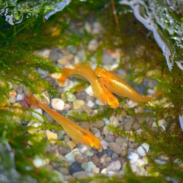 メダカ 黄金黒鱗ヒカリめだか 稚魚匹 Buyee 日本代购平台 产品购物网站大全 Buyee一站式代购 Bot Online