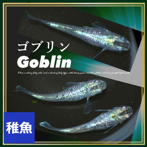 ■-----注意-----■※こちらの商品は未選別稚魚になります。　写真は親やLサイズ(4センチ程度)特徴が出た個体になります。固定率等や飼育環境の影響もあり成長後の姿を100％保証するものではございません。■-----特徴-----■ゴブ...