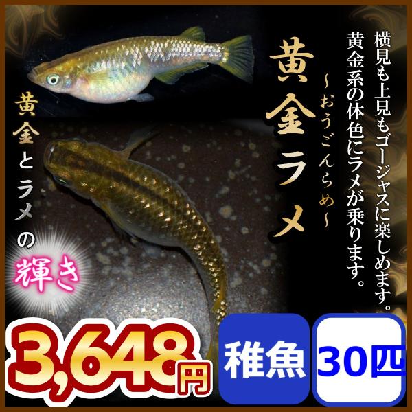 改良品種メダカ ラメミックス約30匹 値下げ 改良品種メダカ ラメミックス約30匹 値下げ