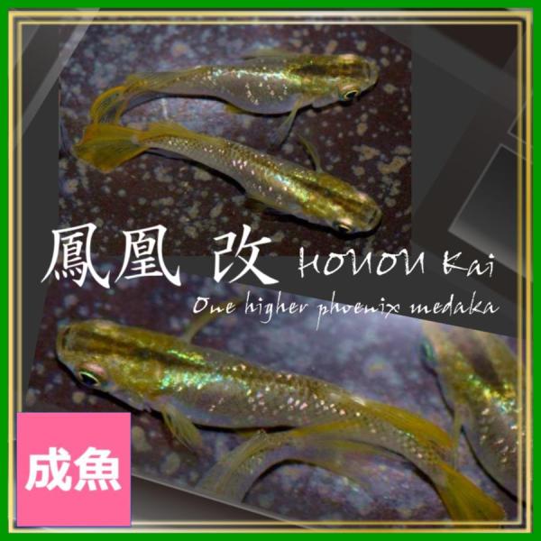 メダカ入 メダカ 鳳凰改めだか Mサイズ3ペア+α 鳳凰改メダカ : めだかの