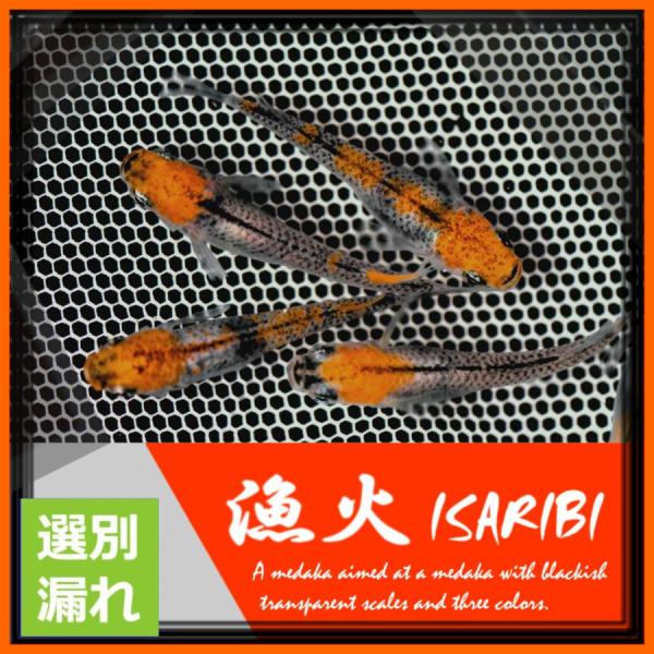 ■-----注意-----■※お送りさせて頂く商品はＭサイズ2〜4センチ程度(季節や在庫により変化)になります。【※写真は親や種の代表的な個体になります】■-----商品特徴-----■※写真は親や種の代表的な個体になります。お送りさせて頂...