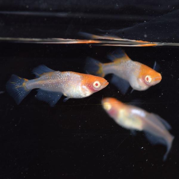 かぐや姫 アルビノ楊貴妃透明鱗ヒカリメダカ 稚魚10匹 Buyee Buyee Japanese Proxy Service Buy From Japan Bot Online