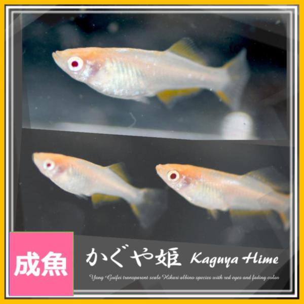 ■-----注意-----■※お送りさせて頂く商品はＭサイズ2〜4センチ程度(季節や在庫により変化)になります。【※写真は親です。(4センチ程度)成長後のイメージ個体です。】　固定率等や飼育環境の影響もあり成長後の姿を100％保証するもので...
