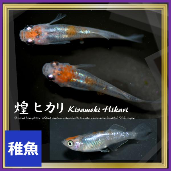 メダカ/ 煌ヒカリメダカ  稚魚10匹/きらめき　めだか